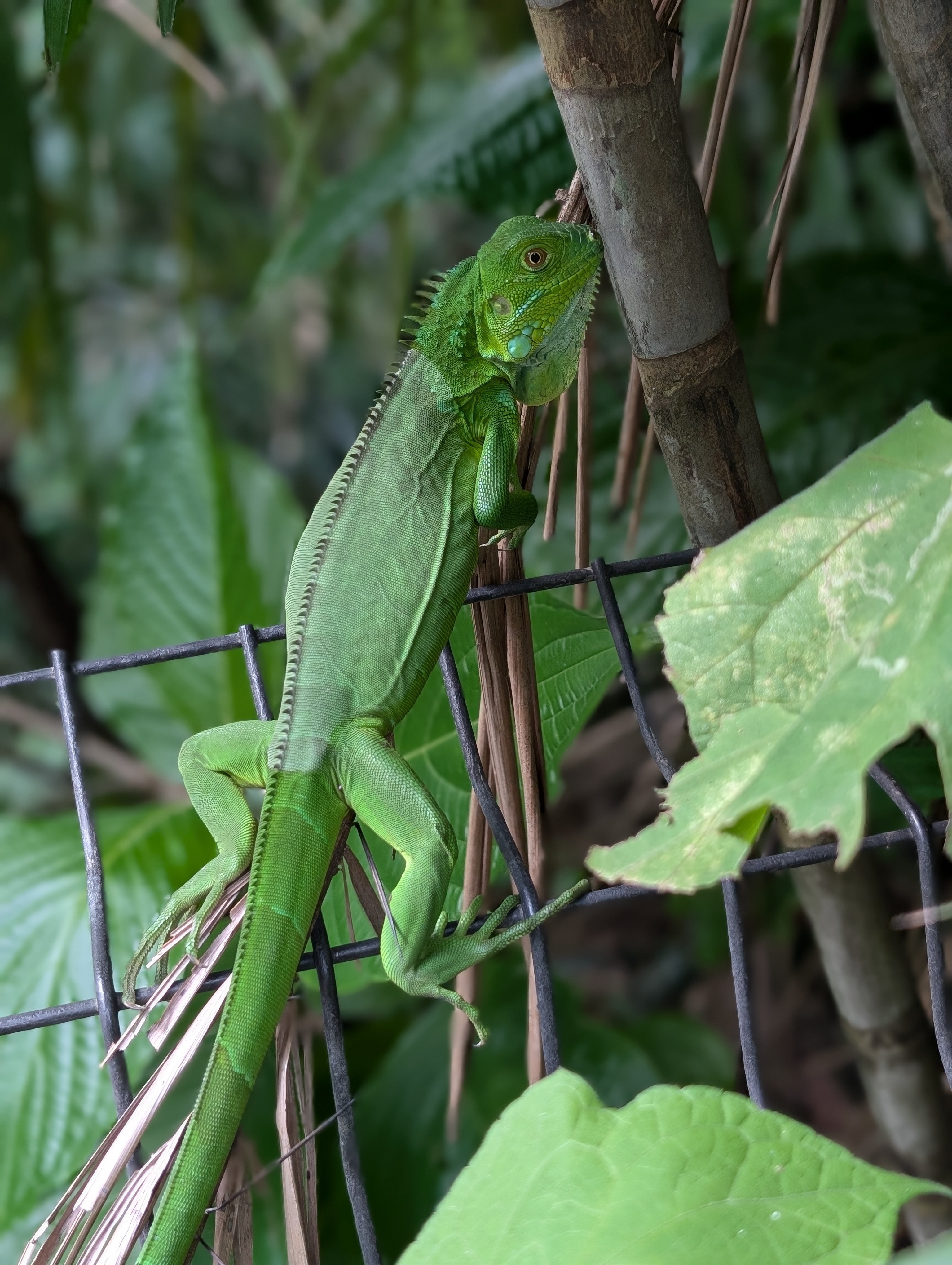 Iguana at the rescue center