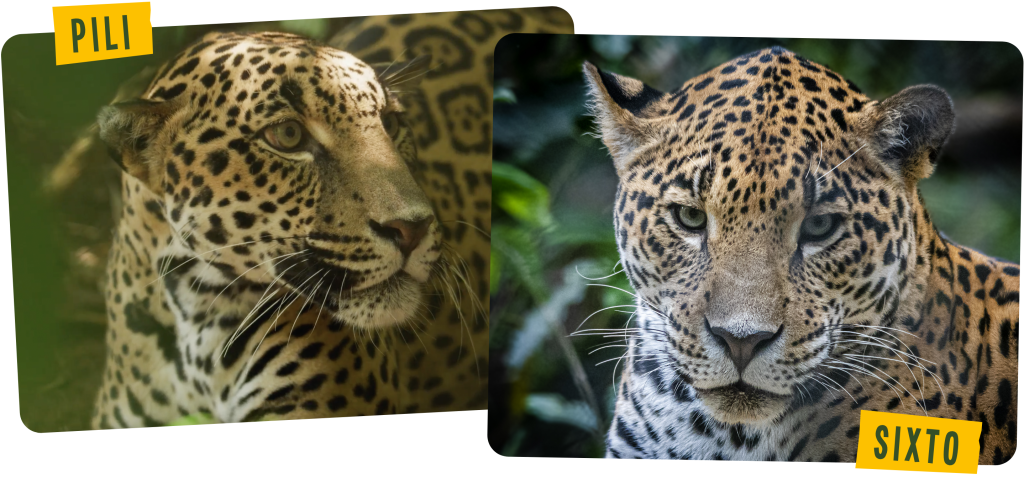 A rescued jaguar resting in its habitat