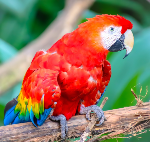 Rescued scarlet macaw at Rescate Wildlife